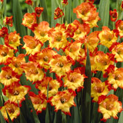 Gladiolo 'Princess Margaret'